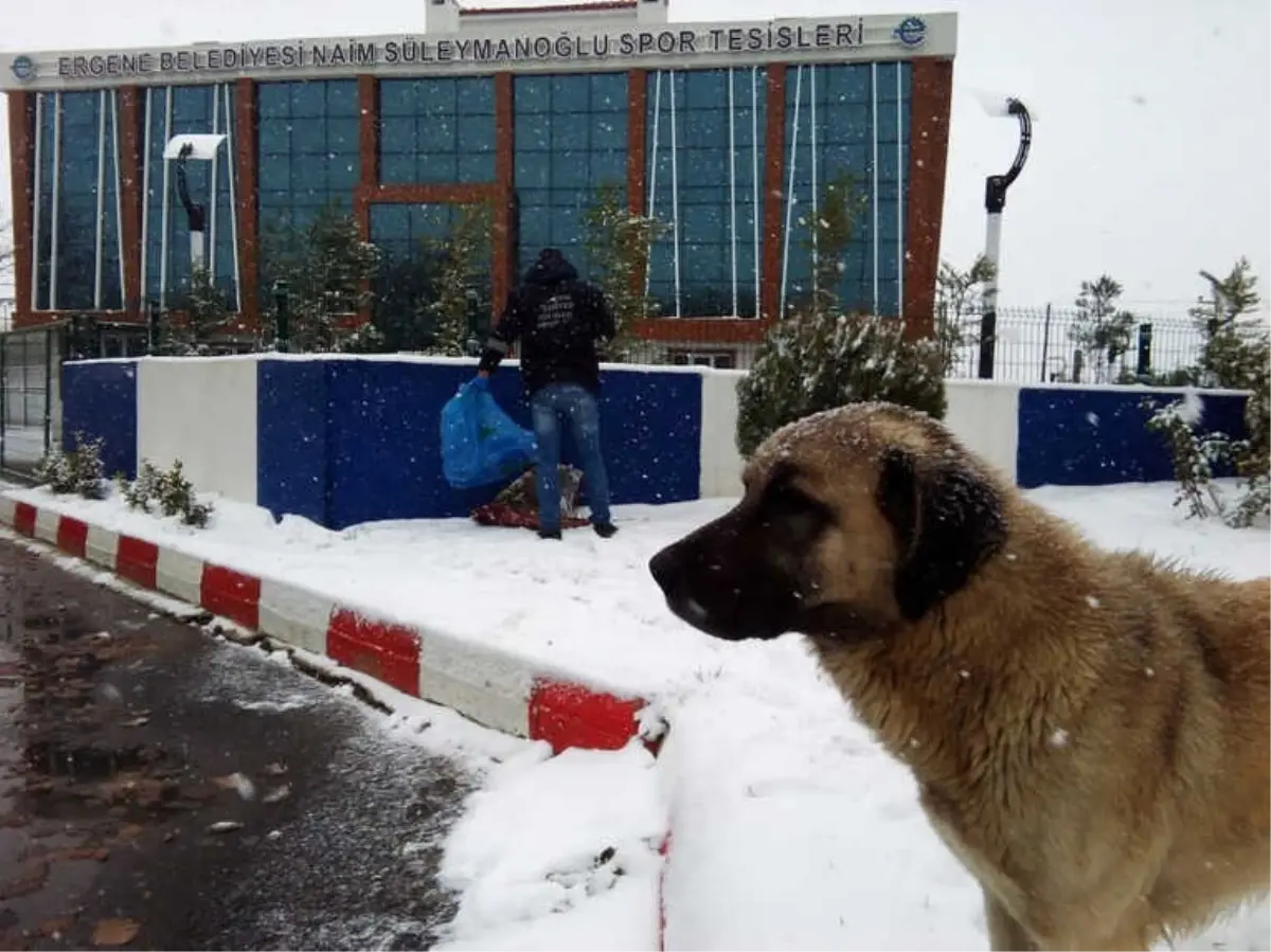 Sokak Hayvanlarına Yiyecek Takviyesi