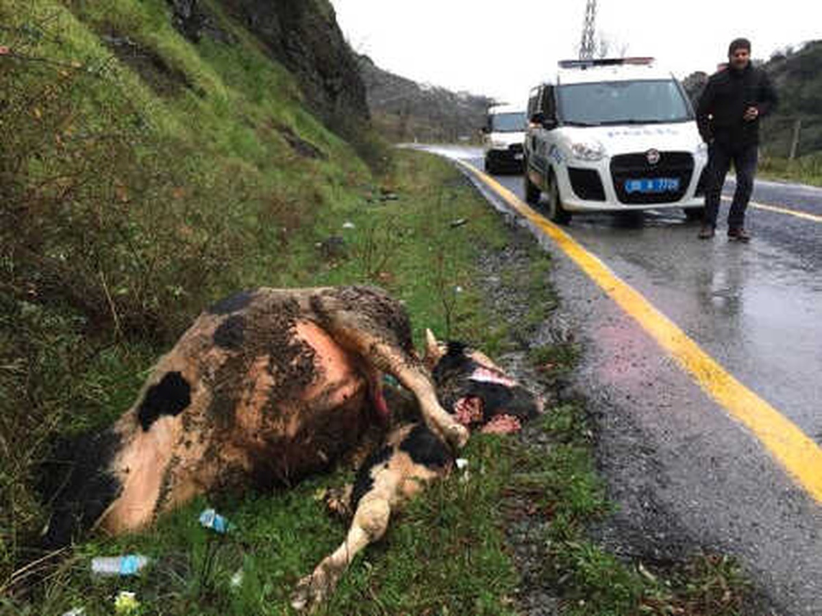 Yo Kenarında Boğazı Kesik, Bir Bacağı Alınmış Büyükbaş Ölüsü Bulundu