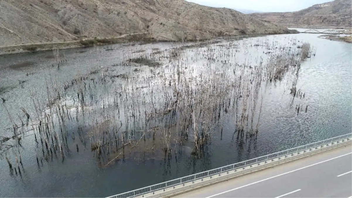 Baraj Suları Yükselince Karabataklar Yuvalarını Taşıdı