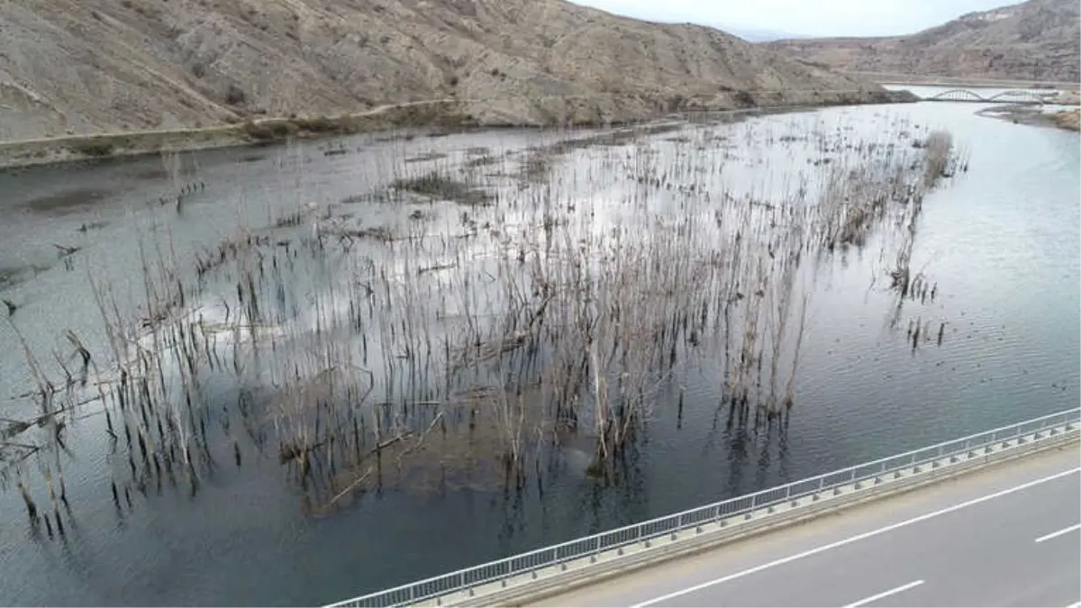 Baraj Suları Yükselince Karabataklar Yuvalarını Taşıdı