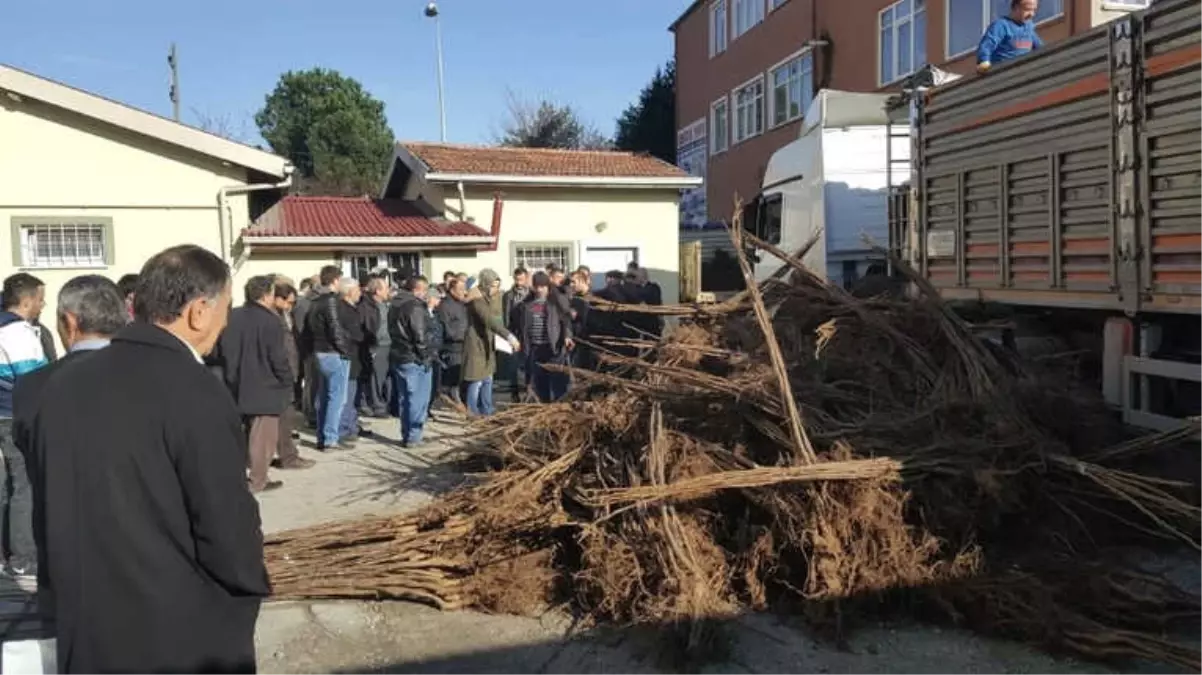 Çiftçilere 3 Bin 400 Adet Ceviz Fidanı Dağıtıldı