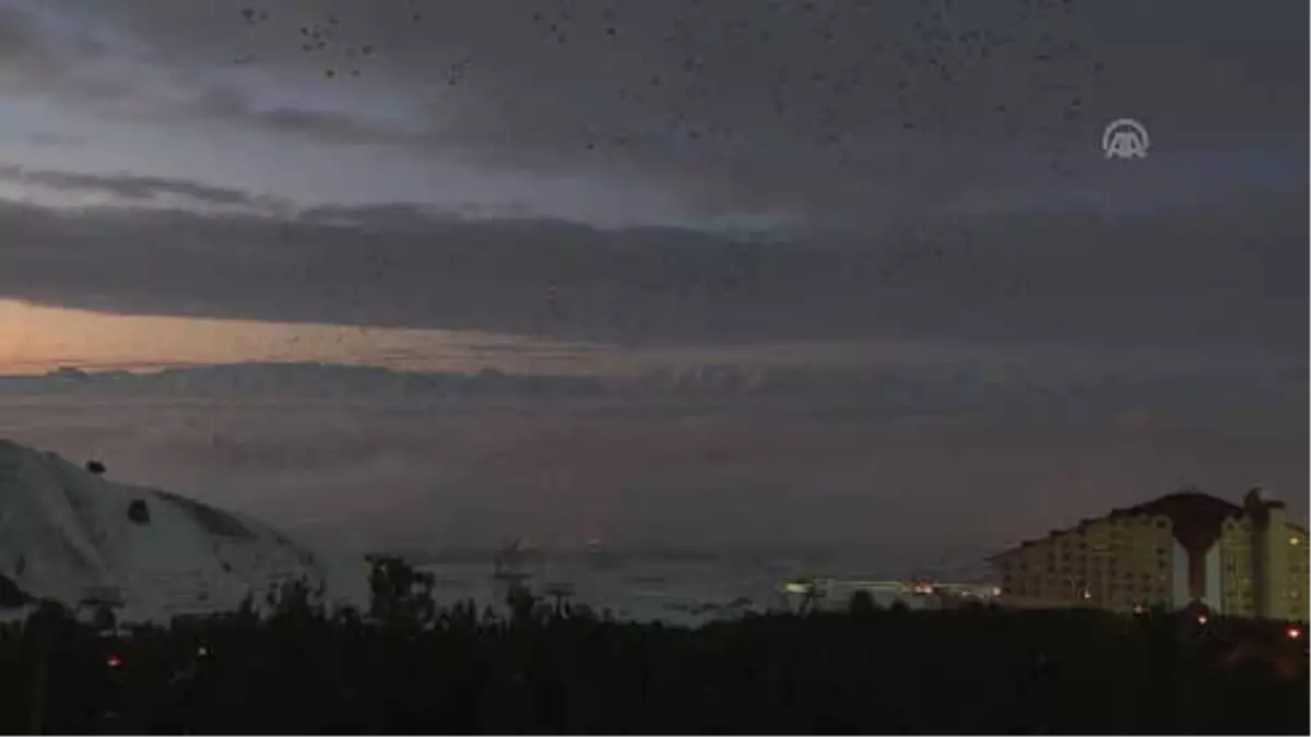 Dansçı Kuşların" Palandöken\'deki Doyumsuz Güzelliği