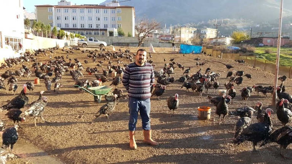 Doğal Ortamda Beslenen Hindiler Satışa Hazır