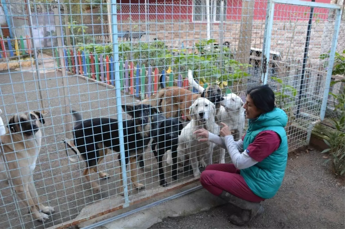 Köpekler Bayıltılarak Ormanlık Alana Atıldı