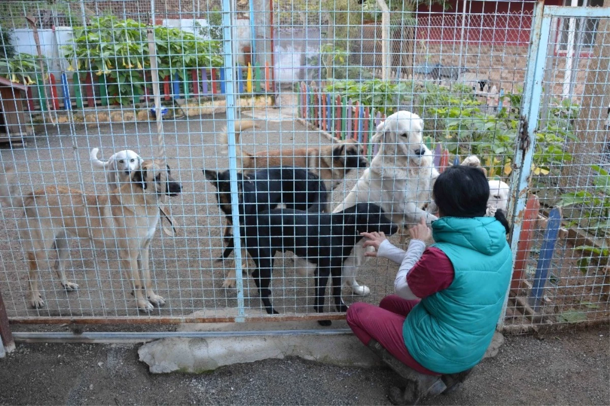 Köpeklerin Bayıltılarak Ormanlık Alana Atılması ile İlgili Başsavcılıktan Açıklama