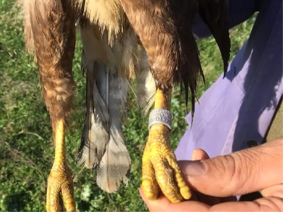 Ölü Bulunan Şahin, Daha Önce Tedavi Görmüş