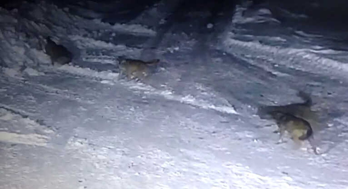Aç Kurtlar Köye İndi, Köpekleri Parçaladı