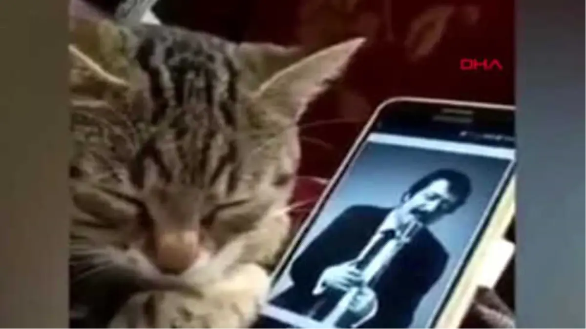 Adana Müslüm Gürses Dinleyen Kedinin Tepkisi, Şaşırttı