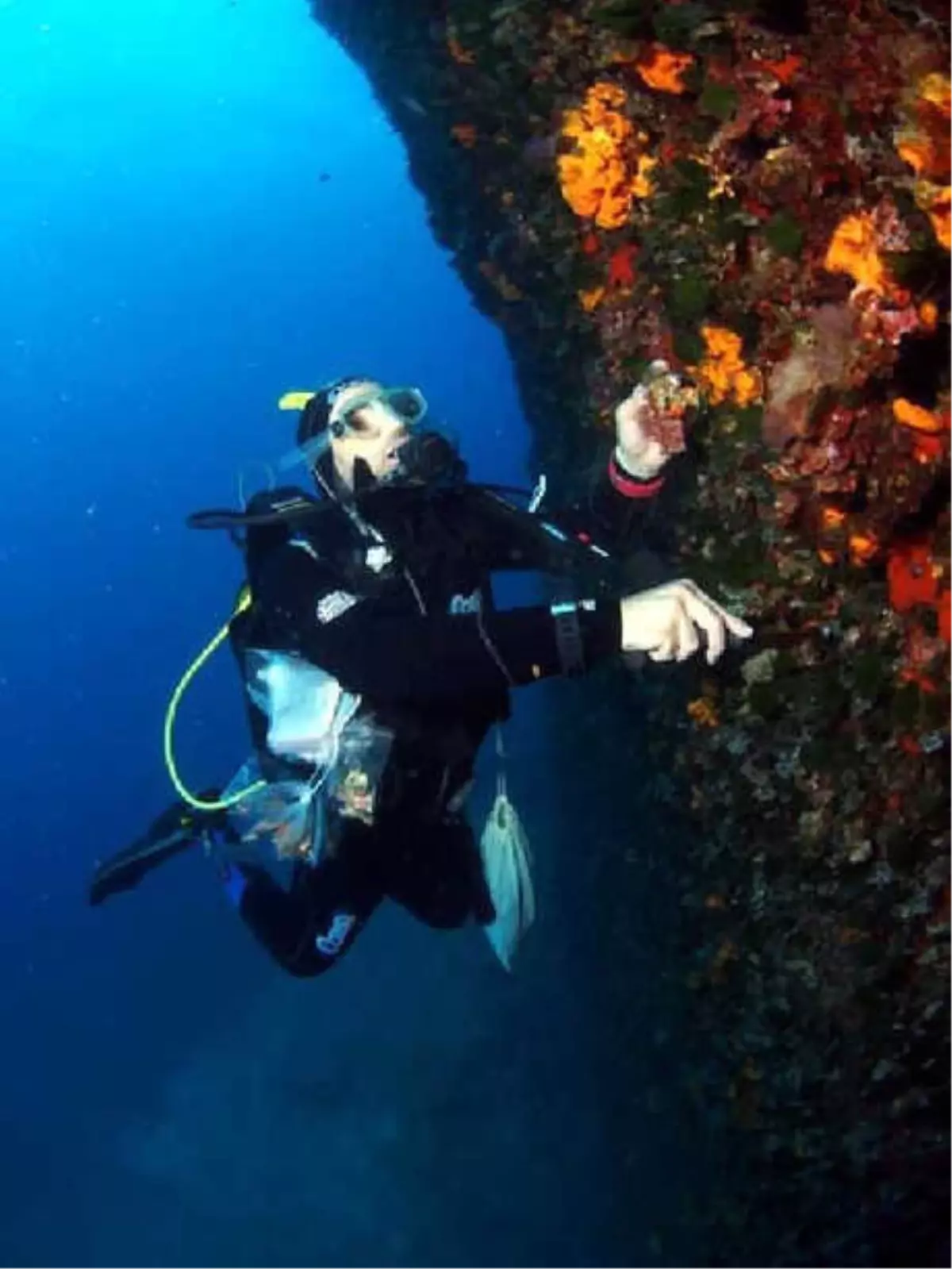 Alzheimer Hastalarına İlaç Olacak İki Yosun Türü Bulundu