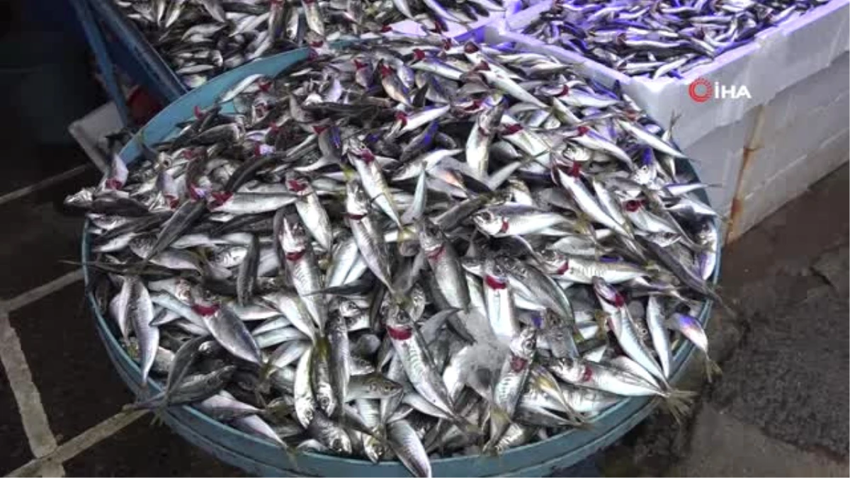 Balık Fiyatlarında Artış Başlıyor
