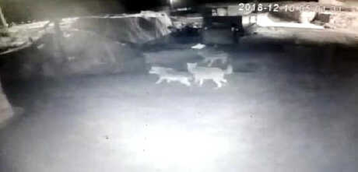 Köye İnen Kurtlar, 2 Köpeği Telef Etti