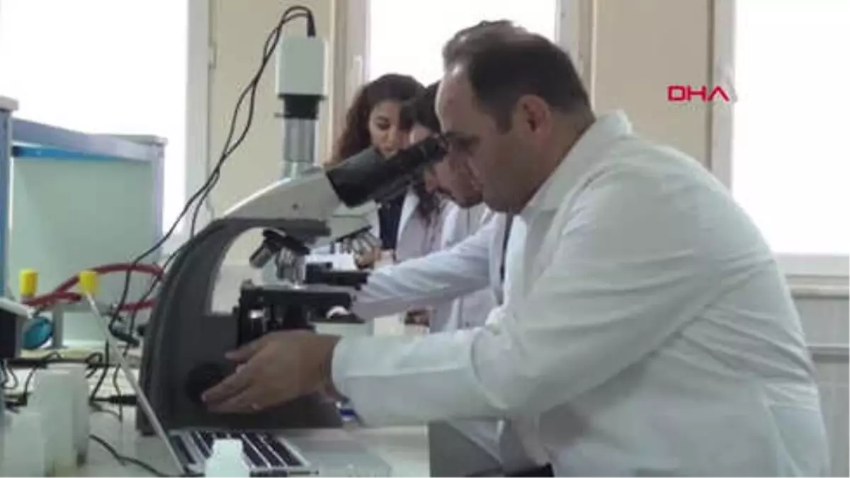 Manisa Alzheimer Hastalarına İlaç Olacak İki Yosun Türü Bulundu