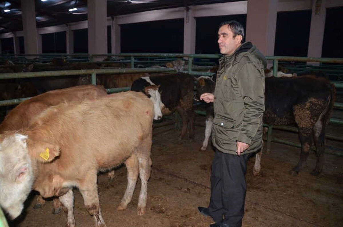 Muş\'ta 62 Genç Çiftçiye 310 Büyükbaş Hayvan Dağıtıldı