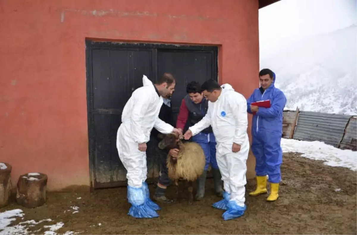 Tarım Müdürlüğünden Hayvan İşletmelerine Ziyaret