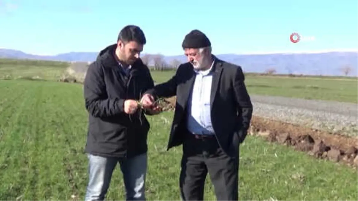 Ziraat Mühendisleri Oda Başkanı Yener: "Tarlalarda Aşırı Yağışlardan Dolayı Su Birikintileri Oluyor"