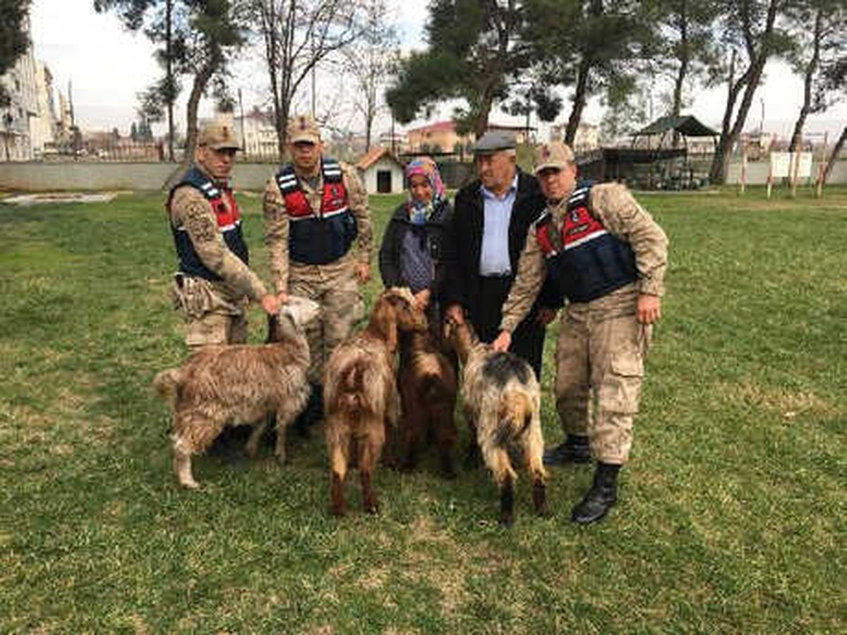 5 Keçiyi Çalan 2 Şüpheli Jandarma Tarafından Yakalandı