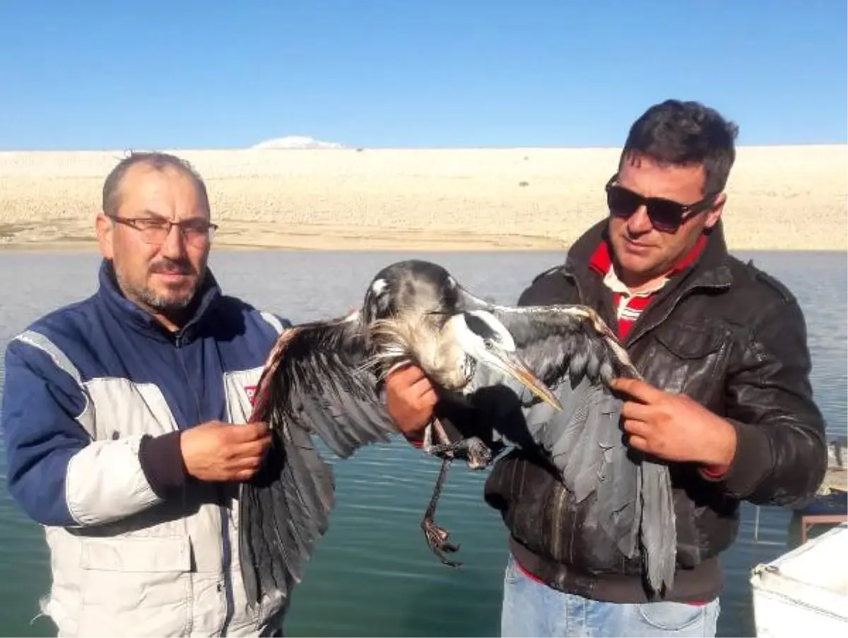 Ağlara Takılan Balıkçıl Kurtarıldı