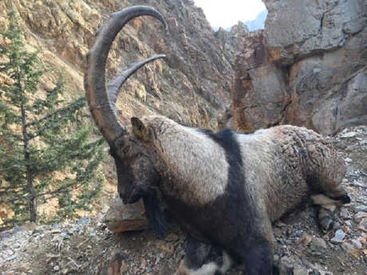 Artvin\'de Av Turizmi Başladı, Sezonun İlk Yaban Keçisi Avlandı
