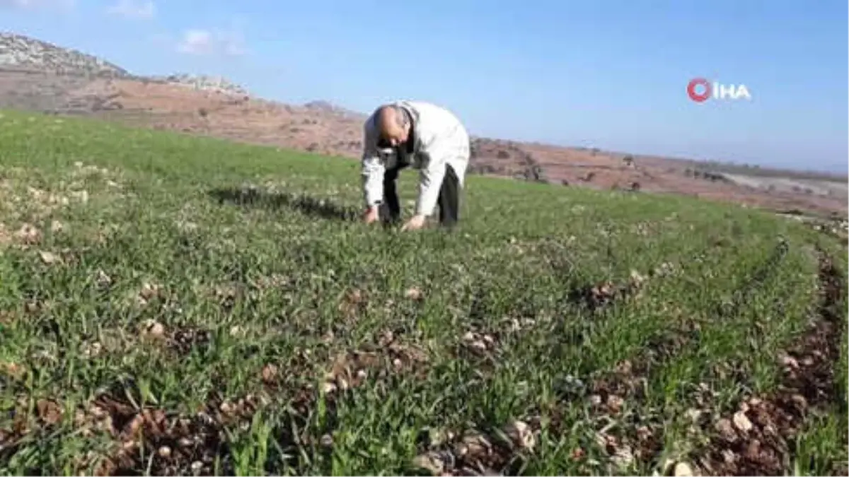 Aşırı Yağışlar Antep Fıstığını Suya Doyurdu