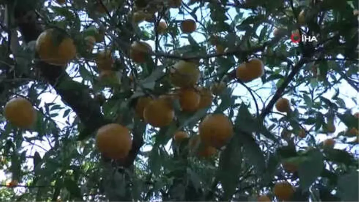 Bodrum\'un Sarı Altını Değer Görmeyi Bekliyor...mandalina Hasadı Başladı, Satışlar Başlamadı