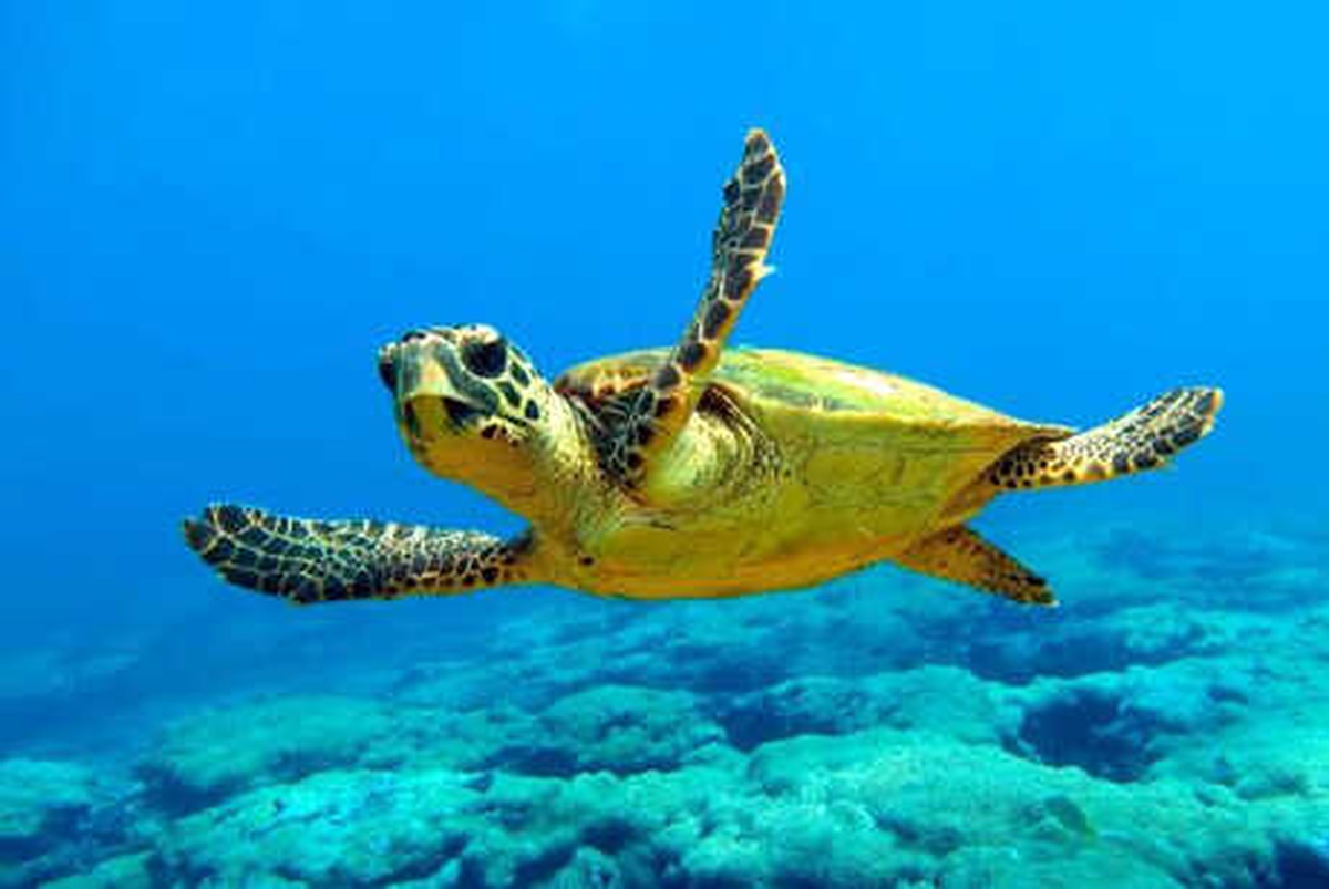 Caretta Carettalar İçin Naylon Poşet Uyarısı