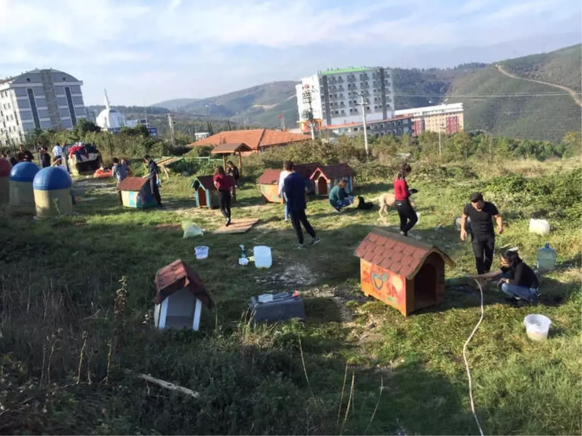 Kampüsteki Sahipsiz Hayvanların Bakımı Onlardan Soruluyor