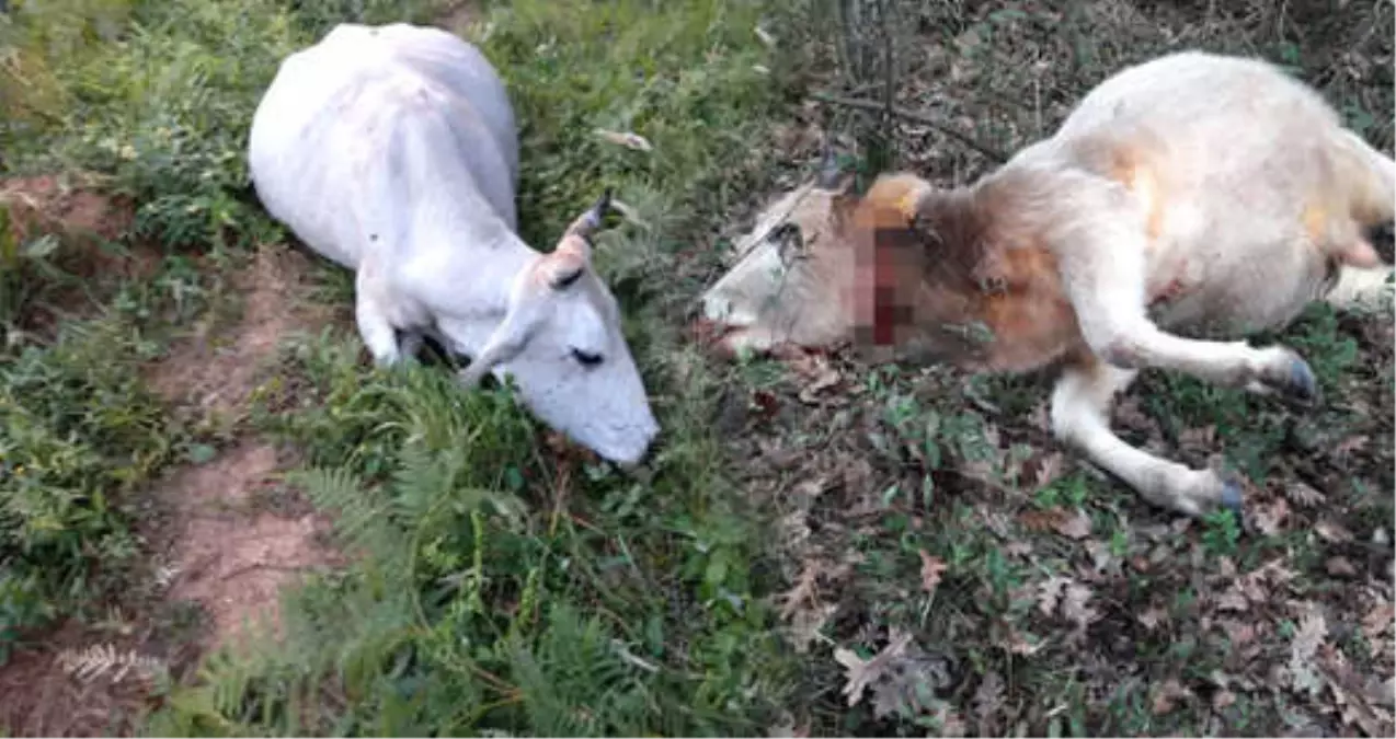 Kan Donduran Hırsızlık! 150 Hayvanı Telef Edip Etlerini Çaldılar