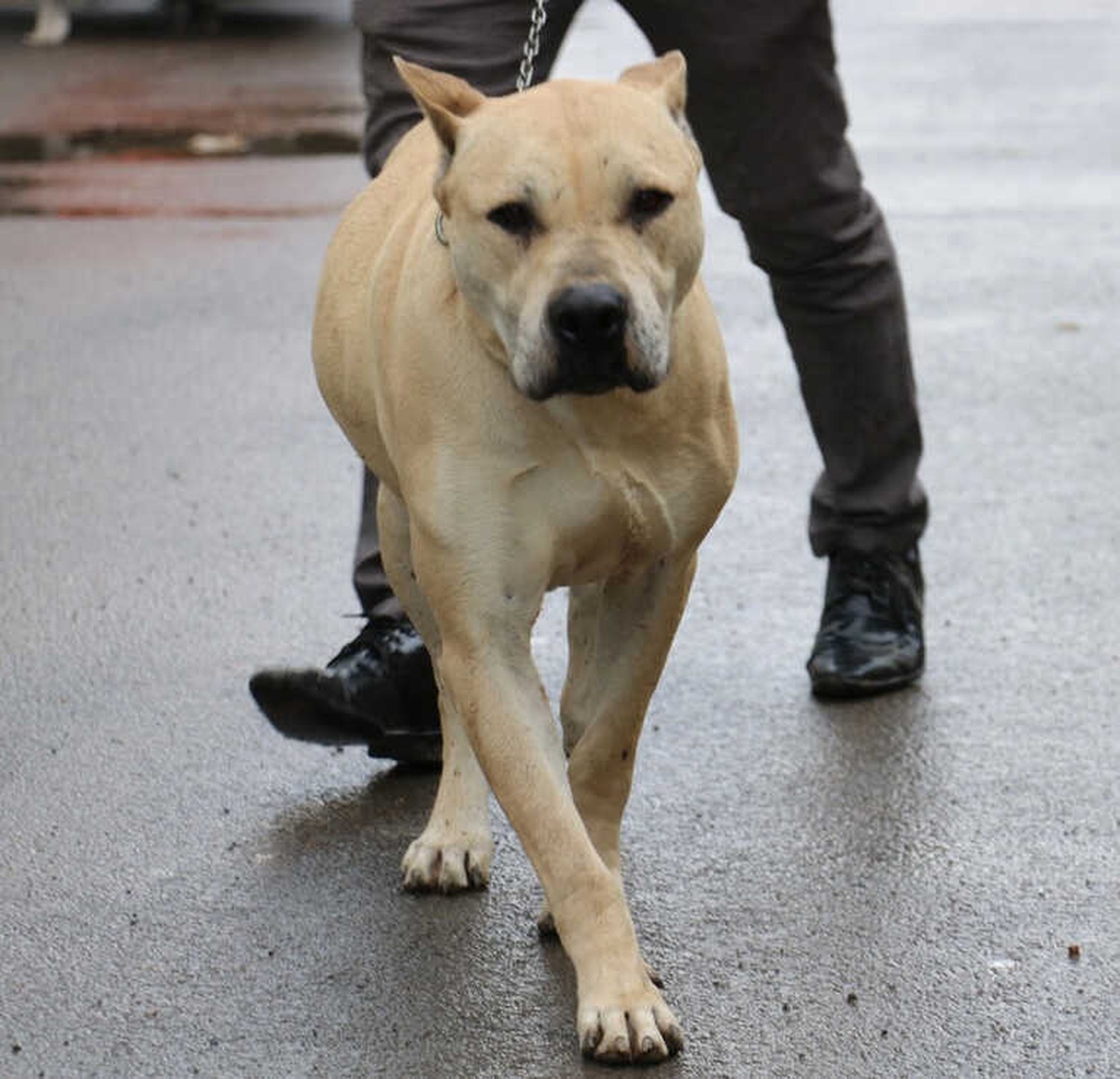Başına 10 Bin TL Ödül Konulan Köpek Bulundu