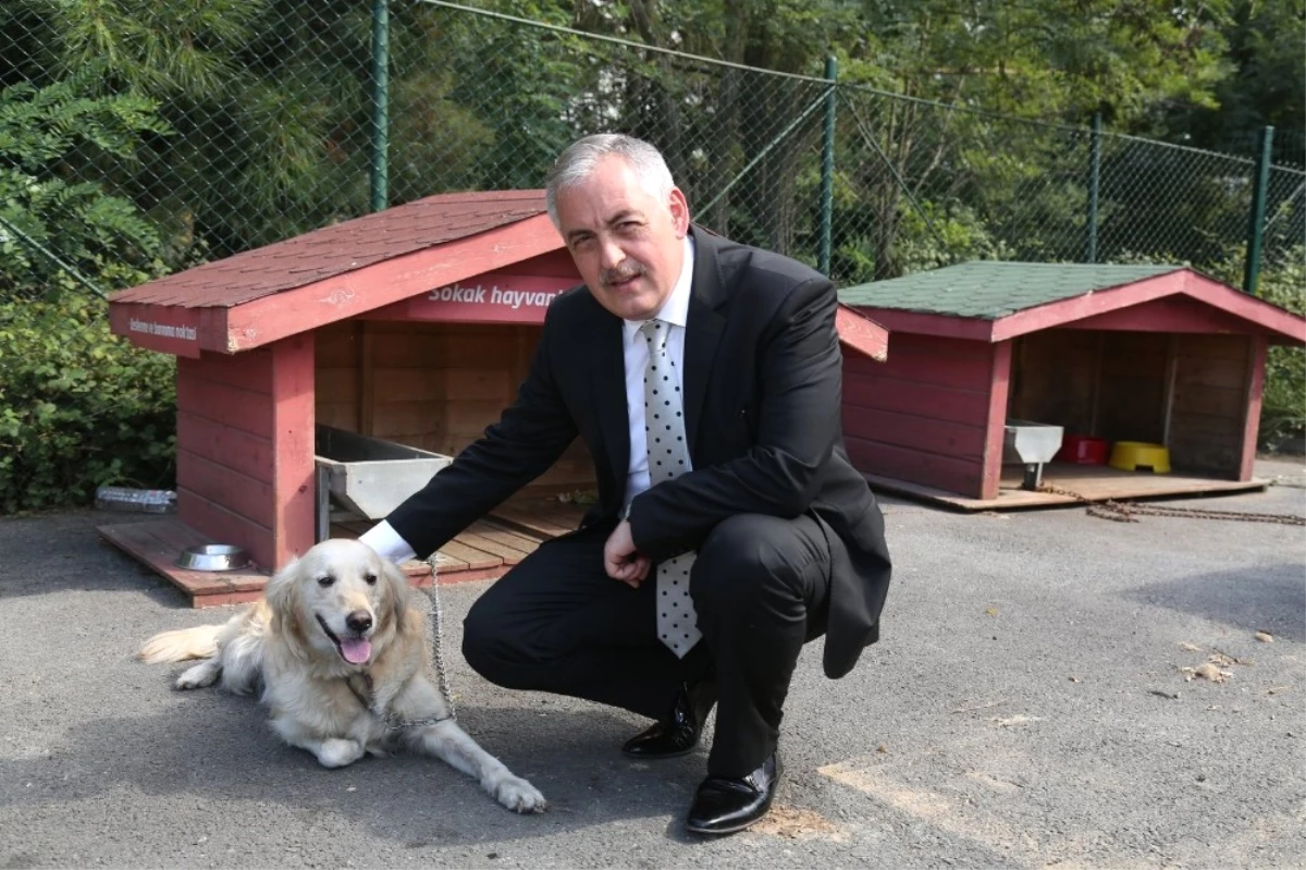 Başkan Aydın: "Yaralı ve Saldırgan Sokak Hayvanlarını Hemen Bildirin"