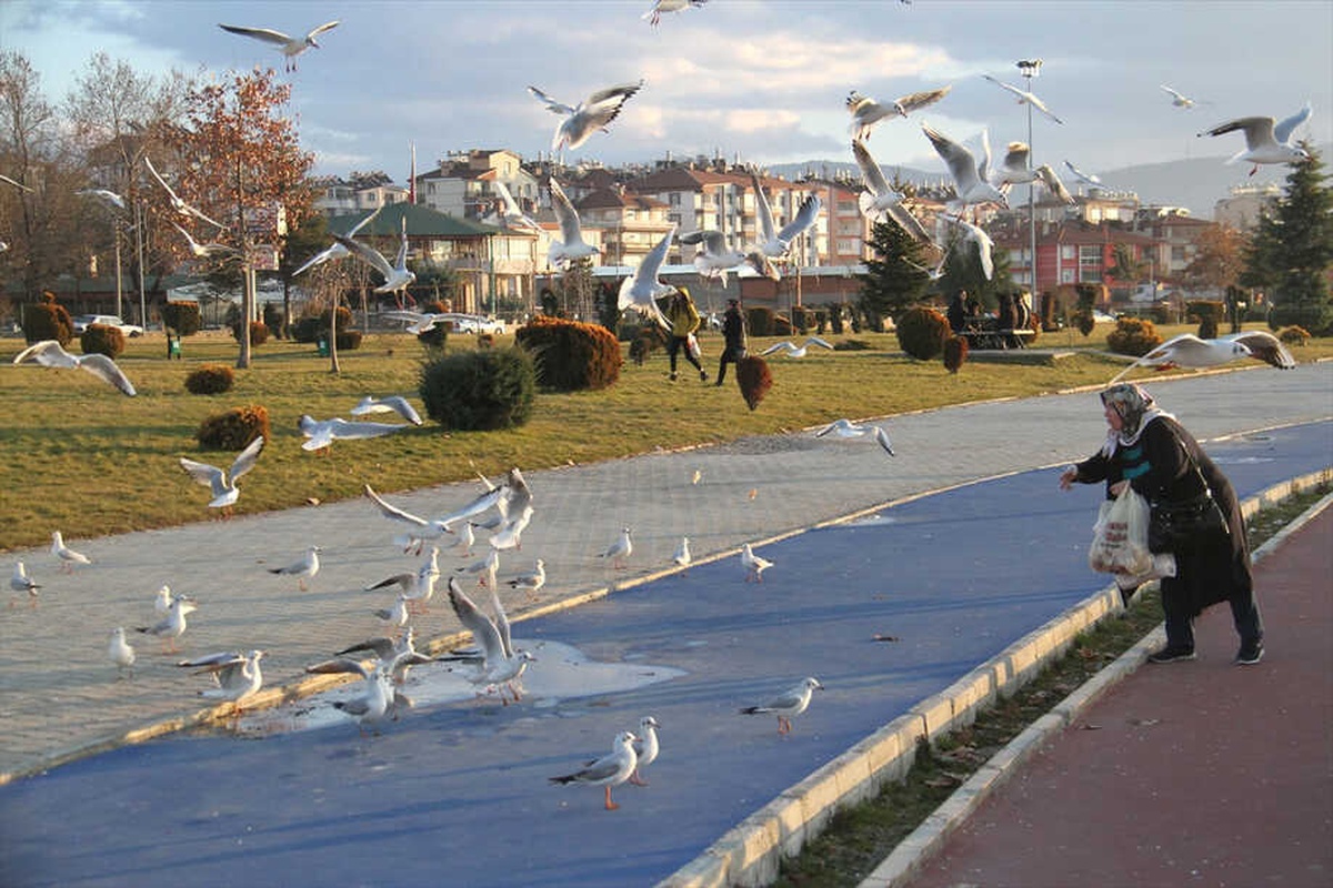 Beyşehir\'de Martıların Ekmek Kapma Mücadelesi