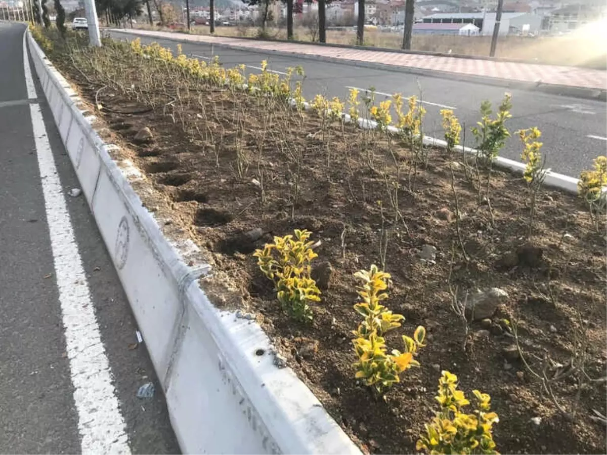 Bozüyük\'te Yeşil Alanlara Zarar Verildi