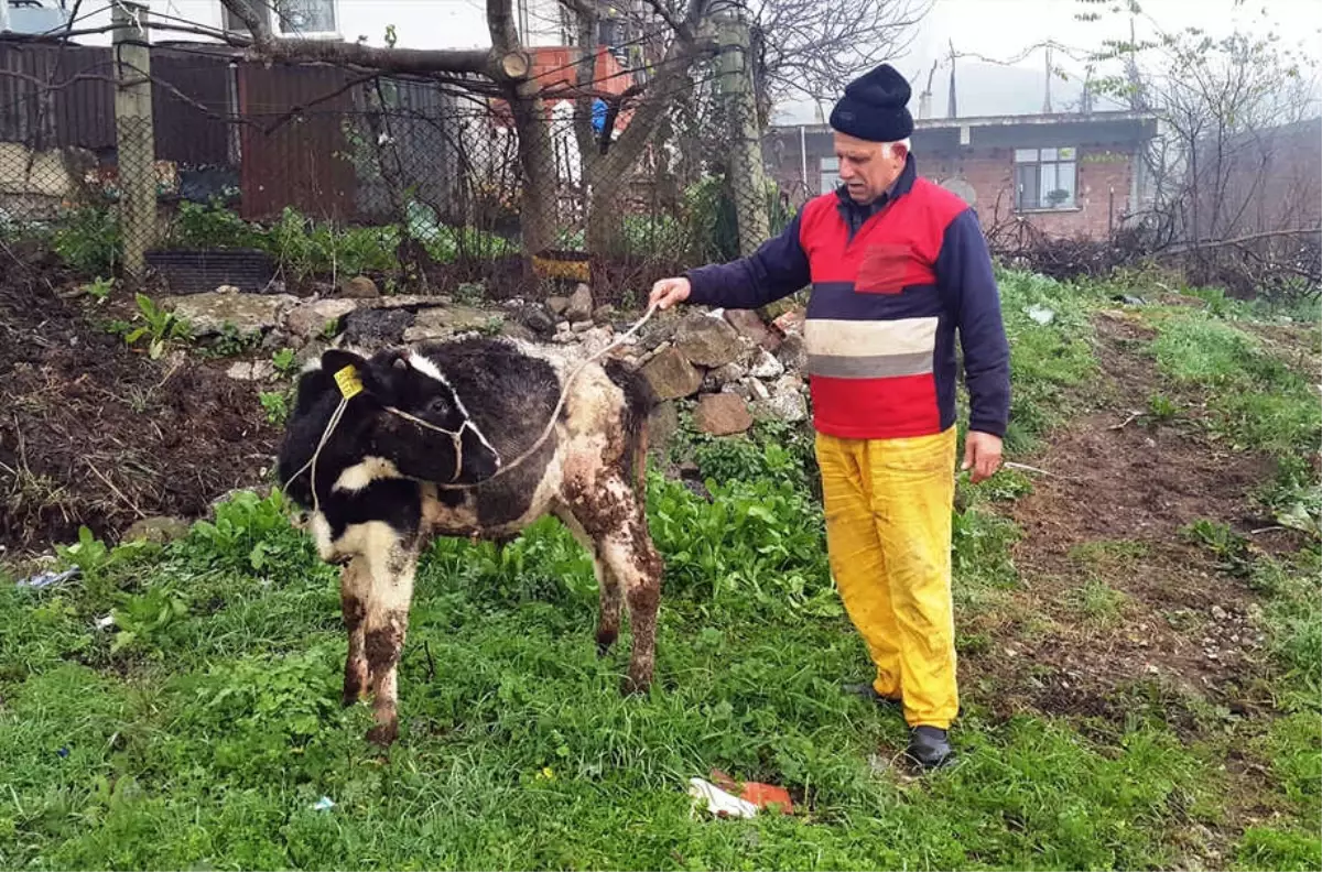 Çalıntı İhbarı Yapılan Buzağı Sahibine Teslim Edildi