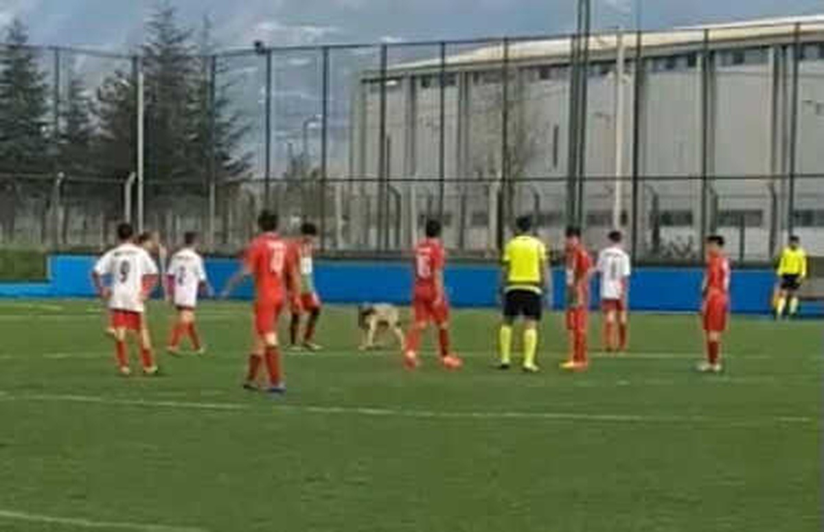 Maç Sırasında Sahaya Giren Köpek, Oyunu Durdurdu