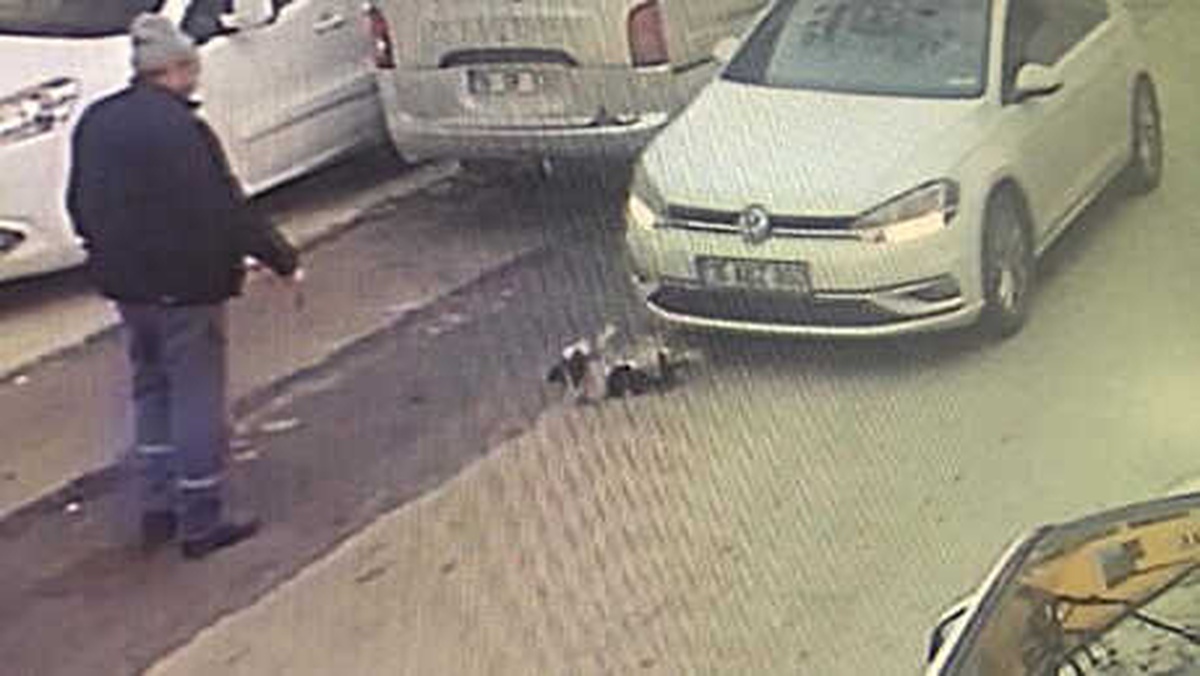 Otomobil Sürücüsünün Çarptığı Köpek, Bacağı ile Çenesinden Yaralandı