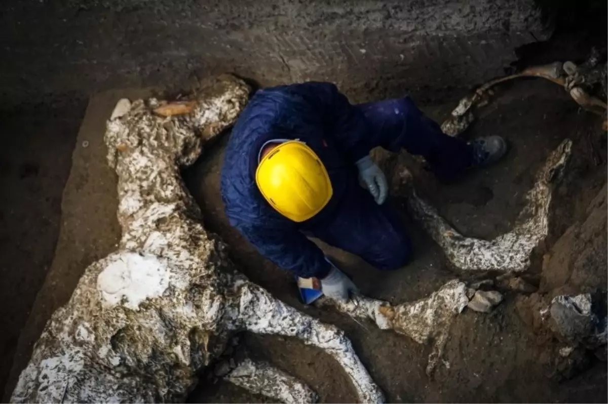 Pompeii\'de Taşlaşmış At Bulundu