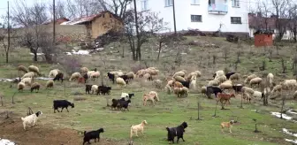 Çobanların Zorlu Kış Mesaisi Başlıyor