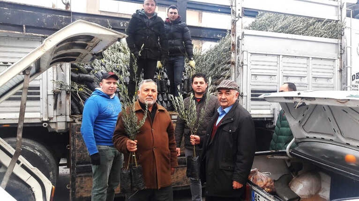 Kırkağaç\'ta Ziraat Odası Zeytin Fidanı Dağıtımına Başladı