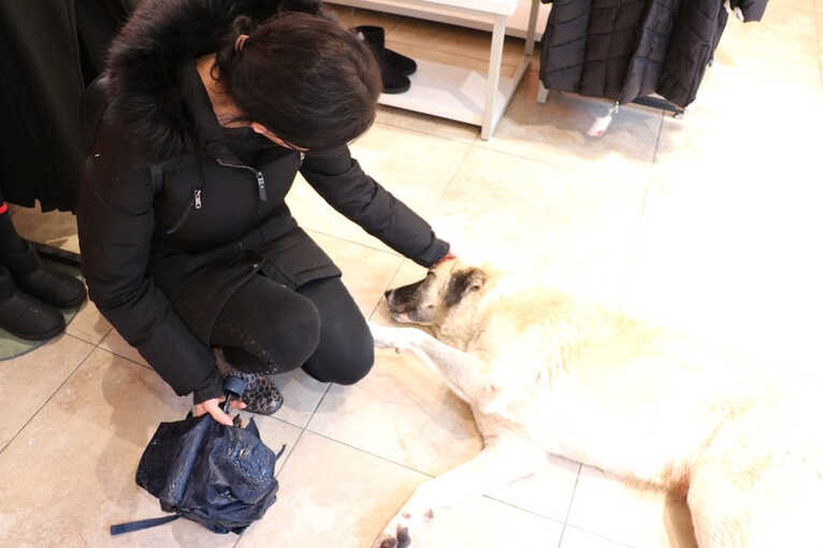 Soğukta Üşüyen Köpekler Mağazada Isınıyor