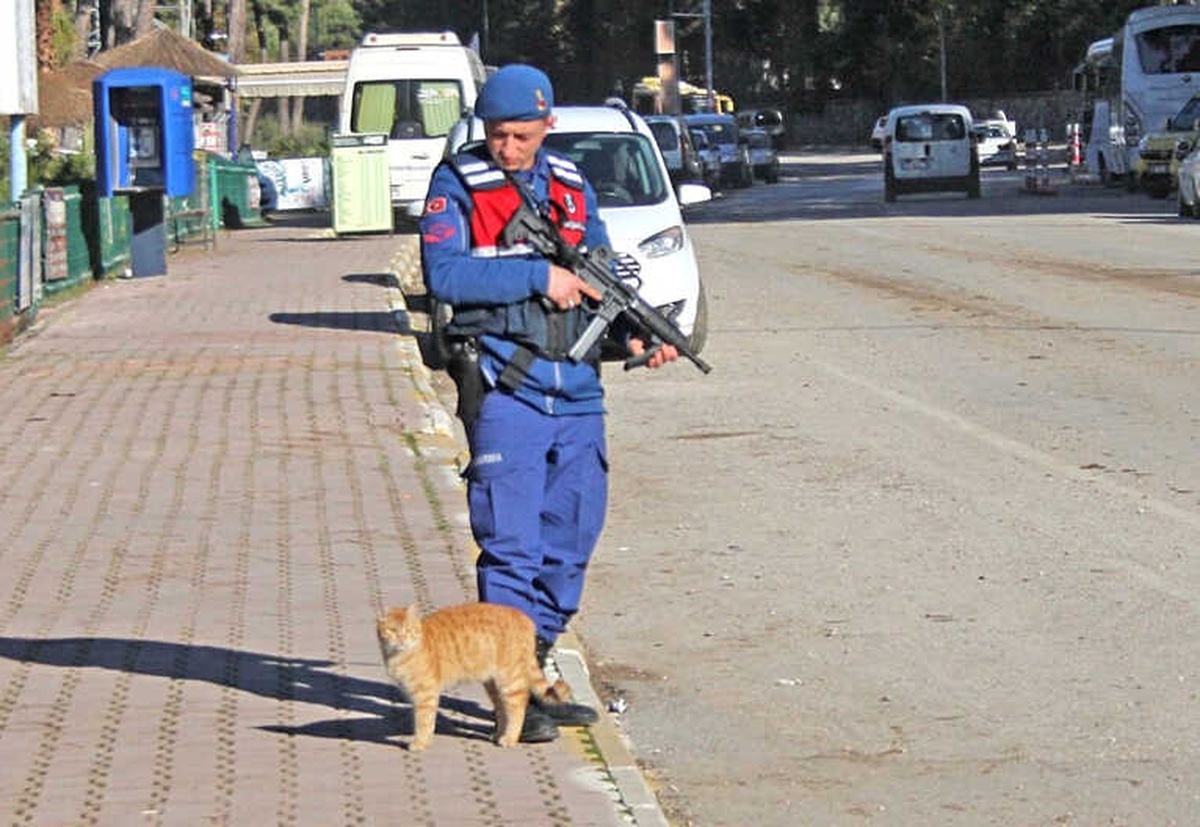 Sokak Kedisi Denetim Yapan Jandarmanın Yanından Ayrılmadı
