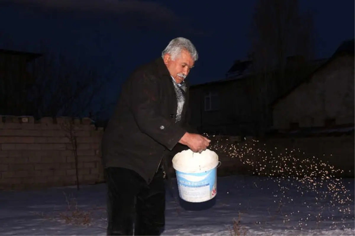 Yazın Satın Aldığı Buğdayı Kışın Kuşlara Yediriyor
