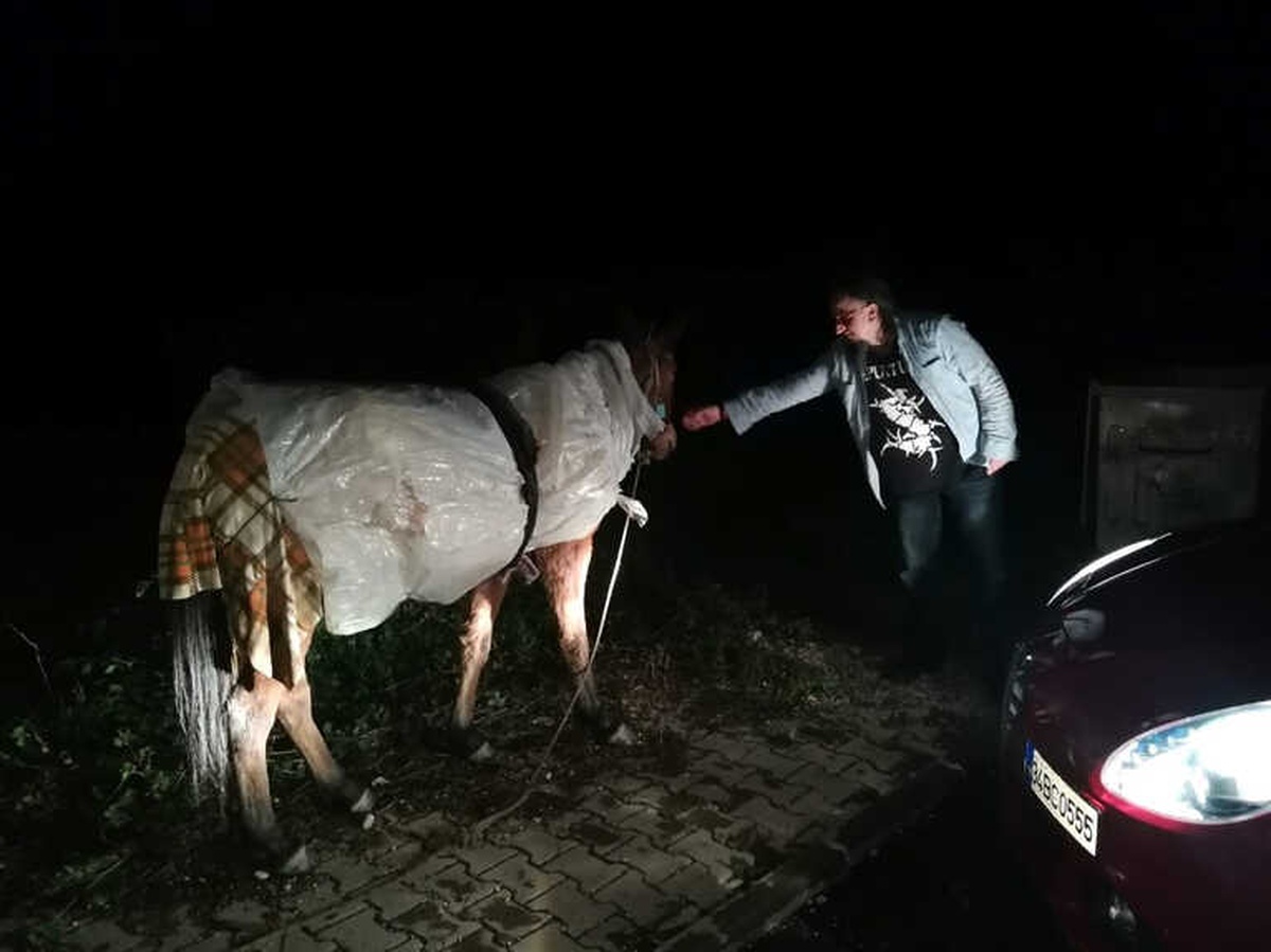 Atı Donmasın Diye Naylonla Sardılar