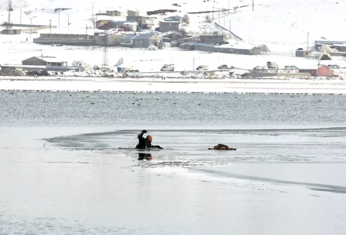 Donan Gölde Mahsur Kalan Yavru Köpek İçin Seferberlik