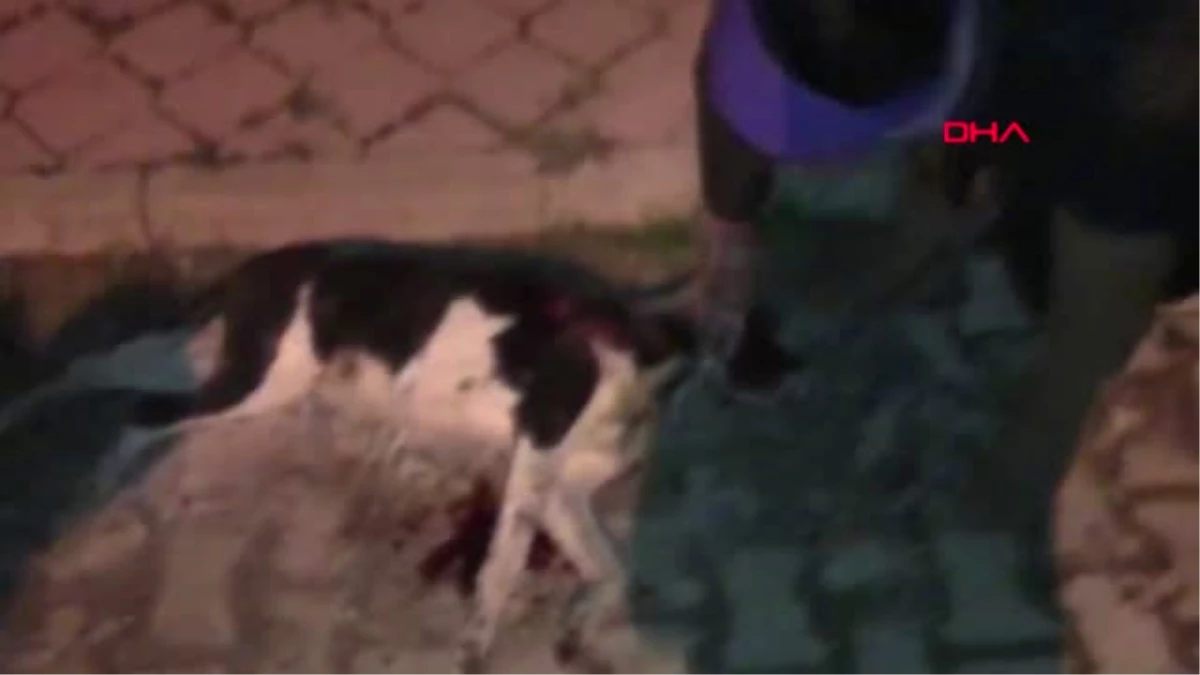 Isparta Çöp Konteynerinde Tüfekle Vurulmuş Köpek Ölüsü Bulundu