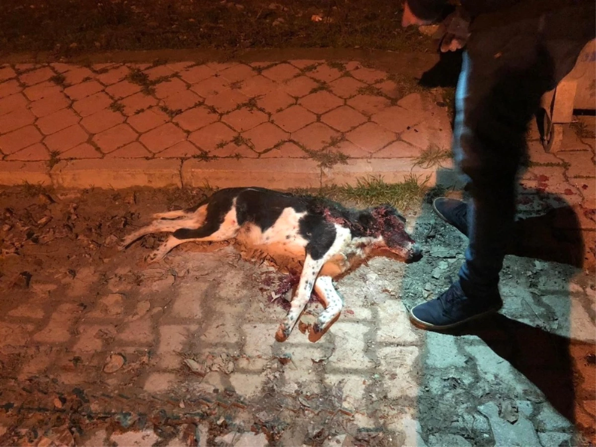 Sokak Ortasında Silahla Vurduğu Köpeği Çöp Konteynerine Attı