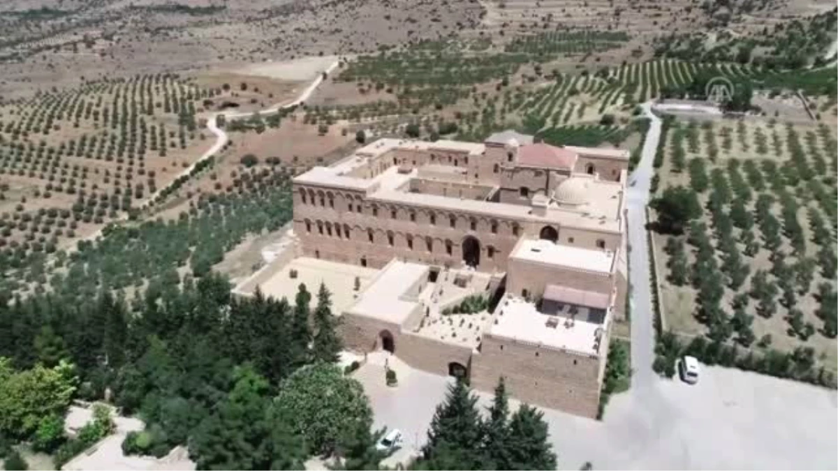 Tarihi Manastır Bahçesinde Zeytin Hasadı