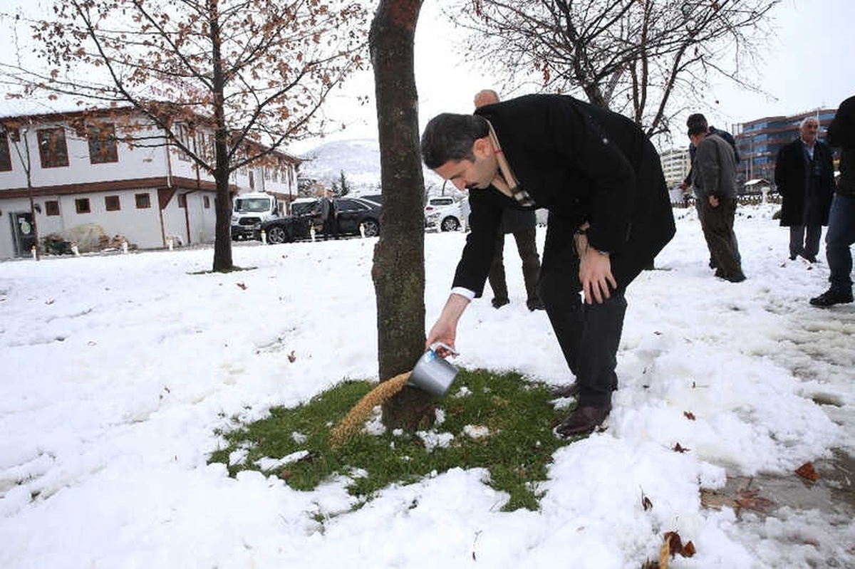 Tokat\'ta Sokak Hayvanlarına Yem Bırakıldı