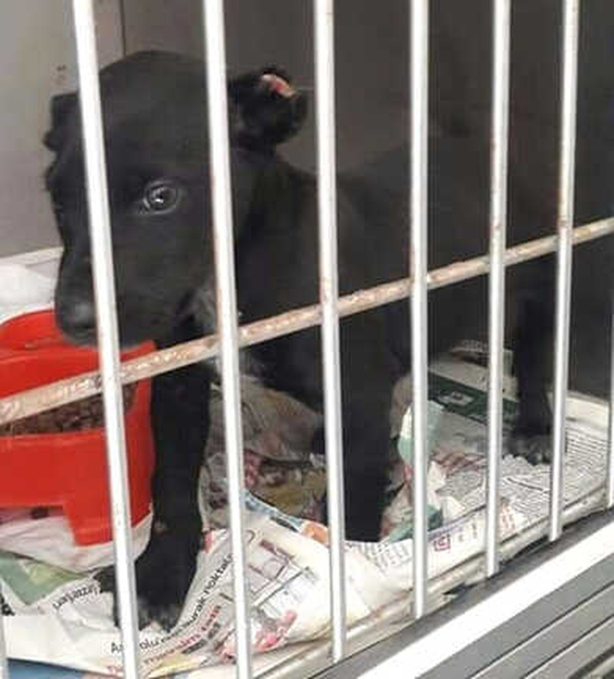 2 Aylık Yavru Köpeğin Kulaklarını Kesip Sokağa Attılar