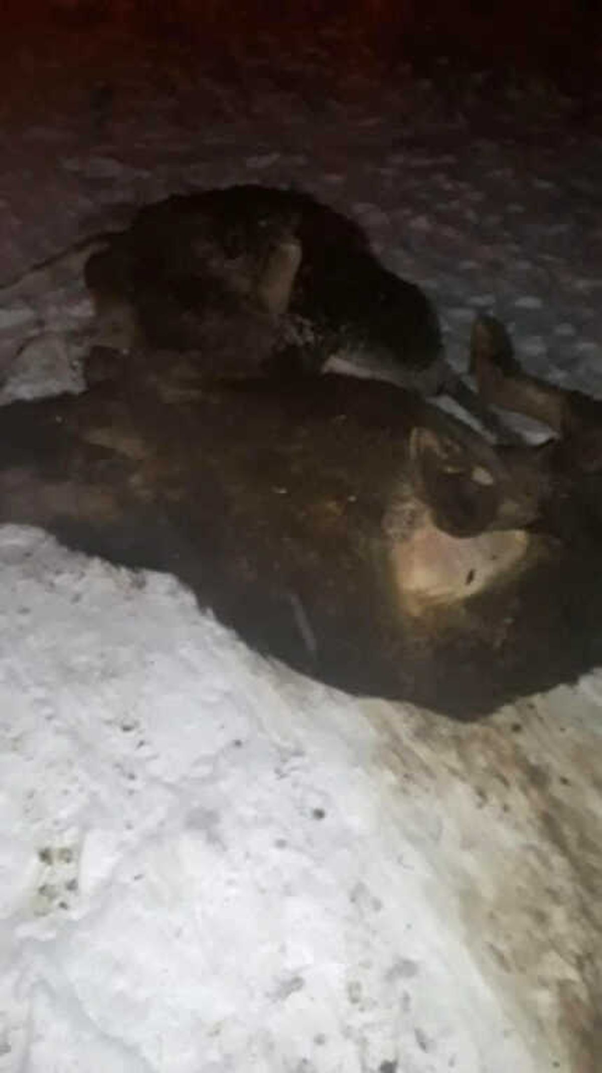 Ahır Çöktü, 5 Büyükbaş Hayvan Telef Oldu