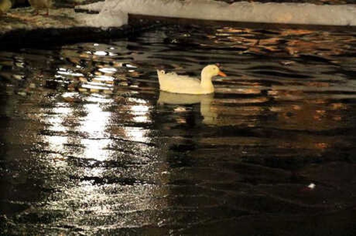 Ankara\'da Havuzlar Dondu, Yollar Buz Pistine Döndü