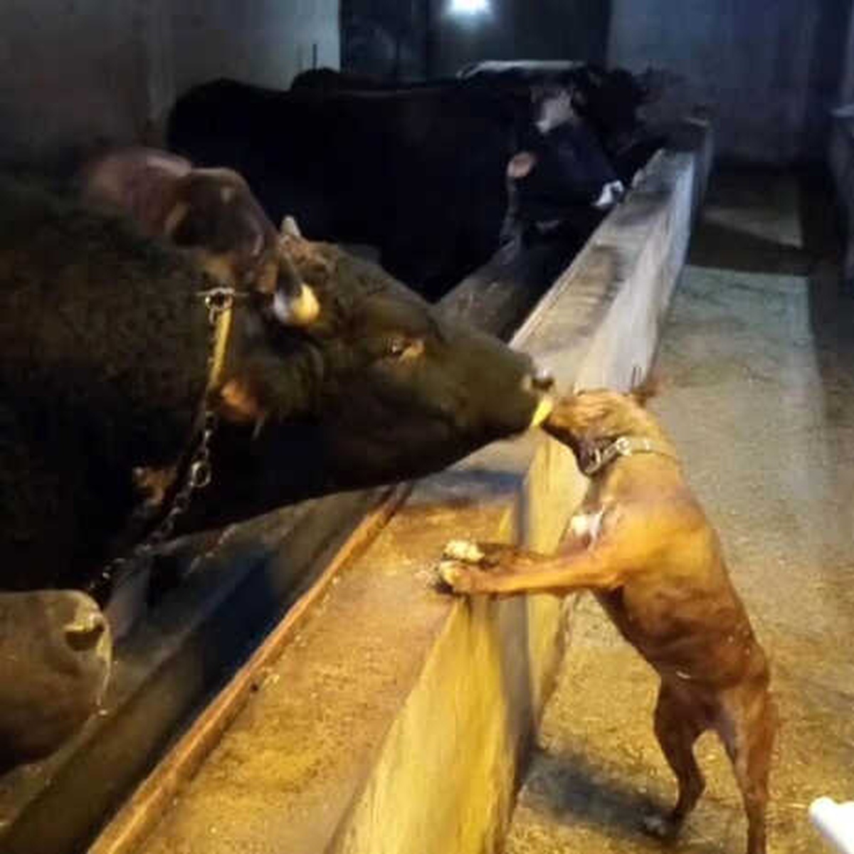 Artvin\'de Boğa ile Köpeğin Dostluğu Görenleri Şaşırtıyor